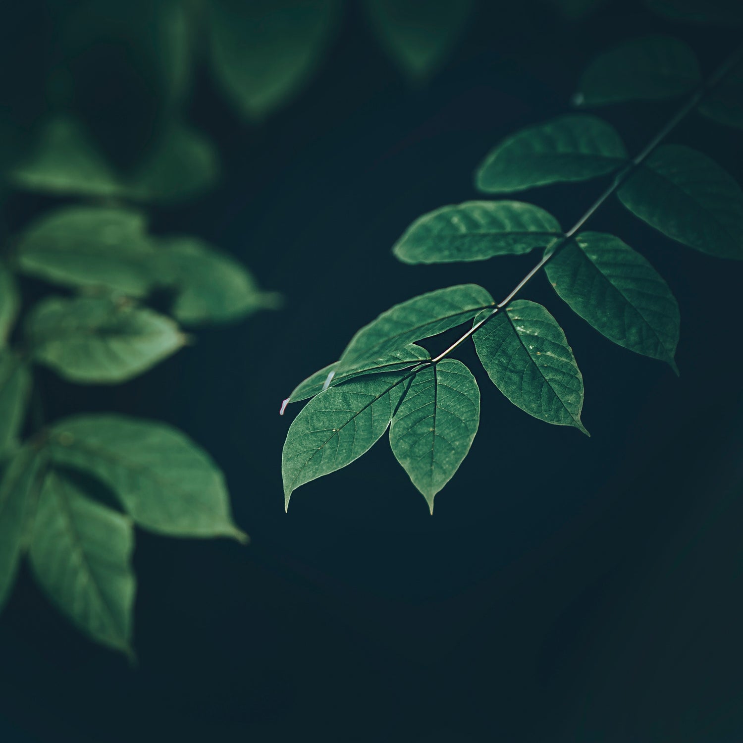 Plante verte sur fond noir pour communiquer sur une mode éco-responsable 