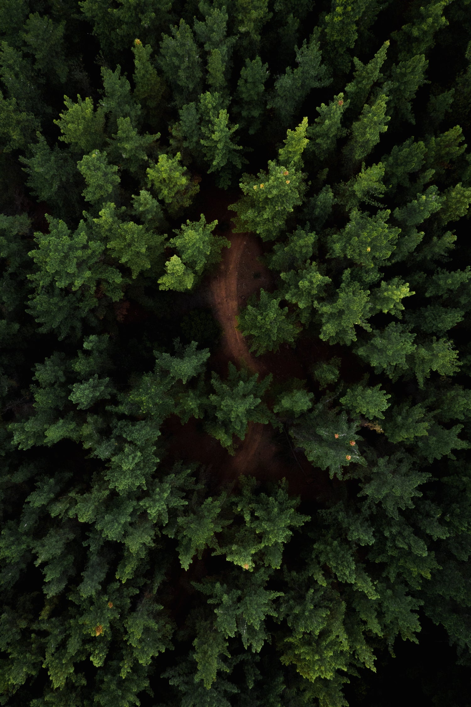 Forêt vue du dessus afin de communiquer sur les forêts Faguo et communiquer sur l'ambition d'une marque éthique et écoresponsable